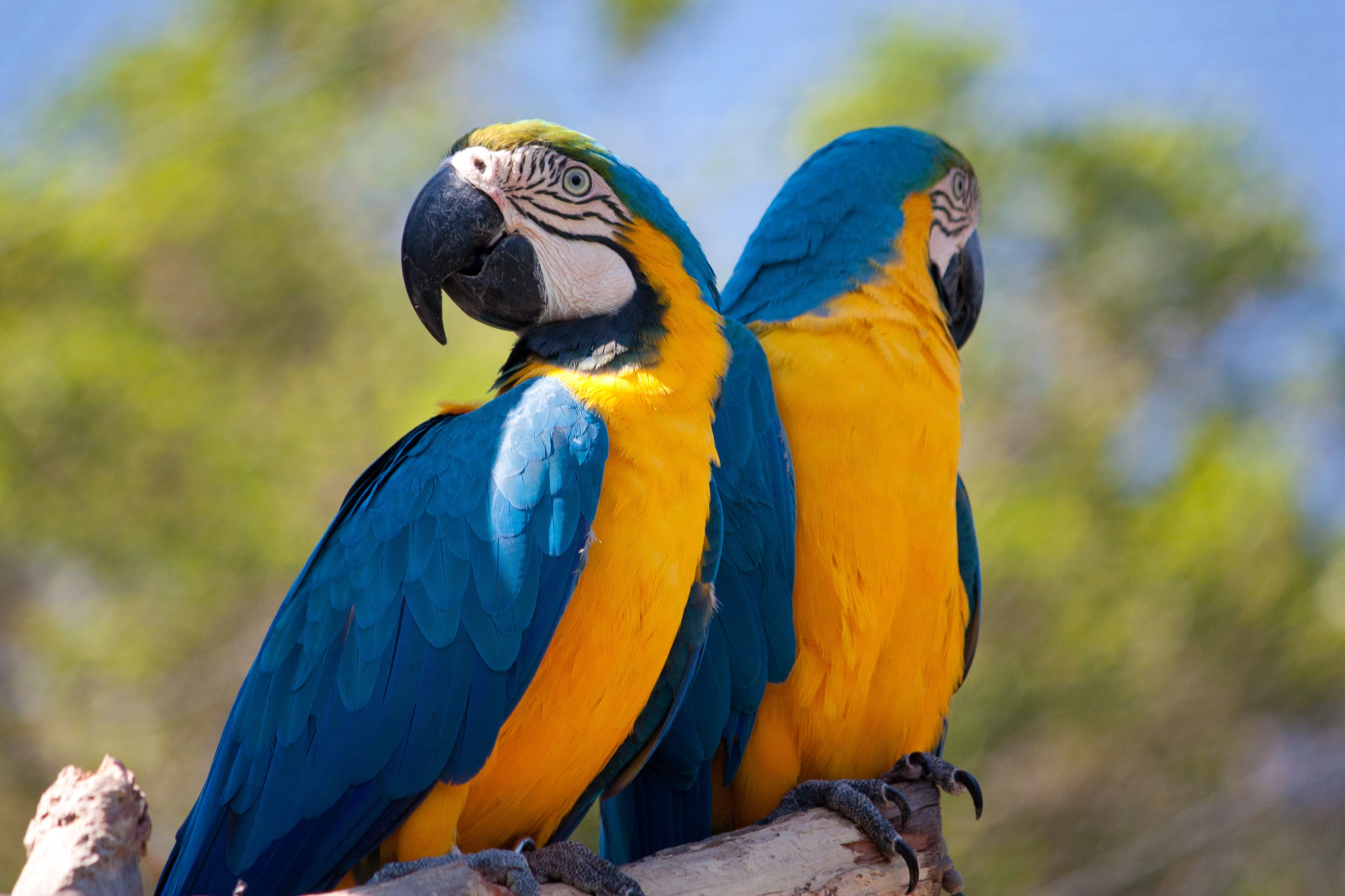 Casal de araras-canindé no Gramado Zoo